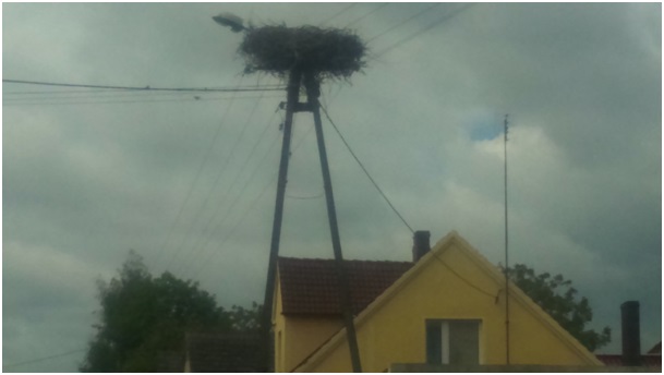 Obserwacja bocianów